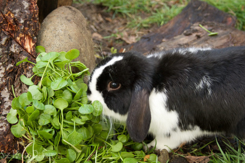 Easy Easter Terrarium by She Holds Dearly