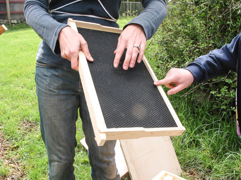 Backyard Beekeeping by sheholdsdearly.com