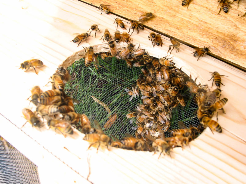 Hobby Beekeeping by sheholdsdearly.com
