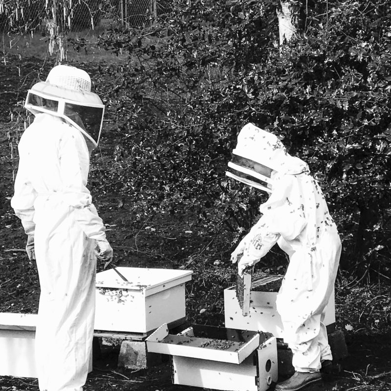 How to Become a Beekeeper by sheholdsdearly.com