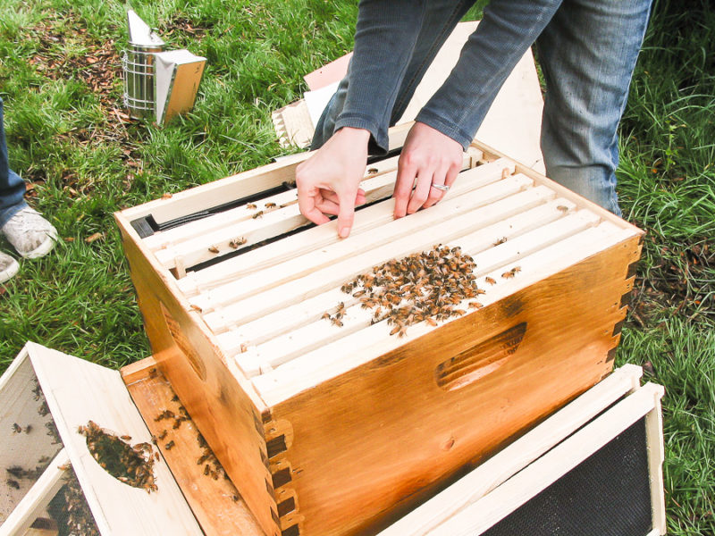 Keeping Bees Hobby by sheholdsdearly.com