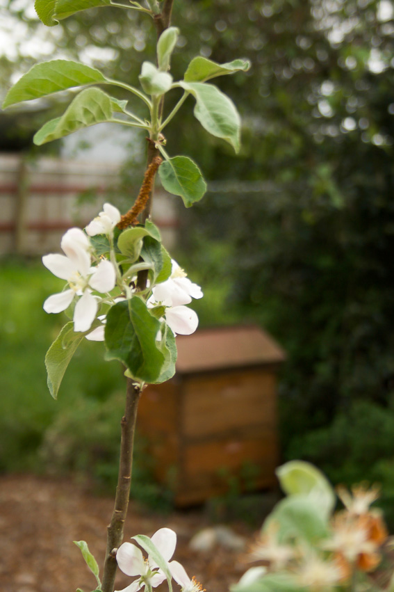 apple blossom with stained langstroth beehive in background