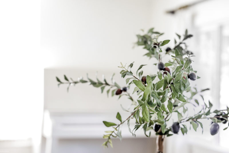 How to Make an Easy Olive Tree Topiary She Holds Dearly
