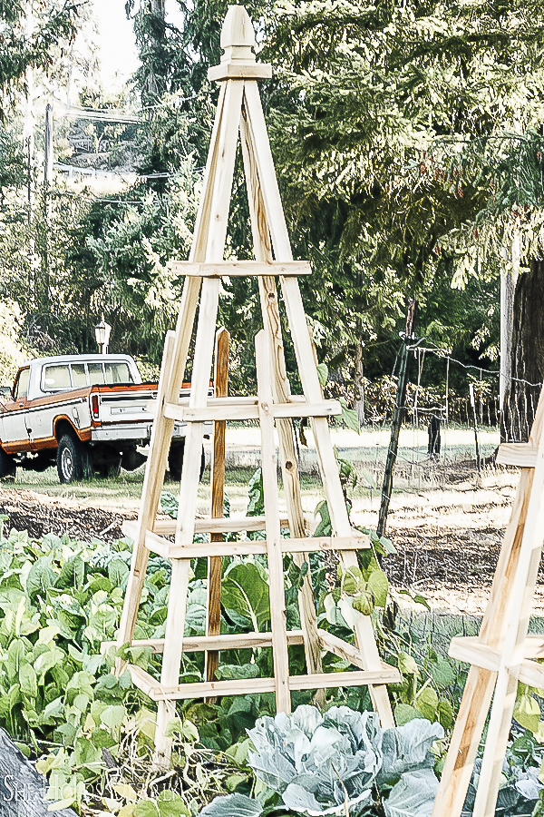 DIY Garden Trellis Pyramids by sheholdsdearly.com
