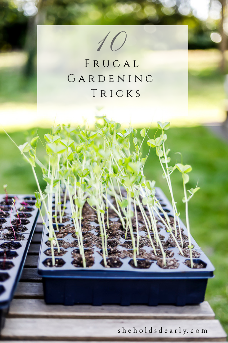 Frugal Gardening Trick by sheholdsdearly.com