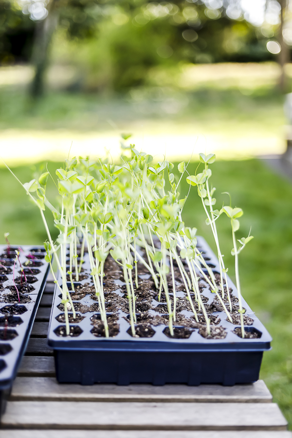 Money Saving Tips for Beginning Gardeners by sheholdsdearly.com