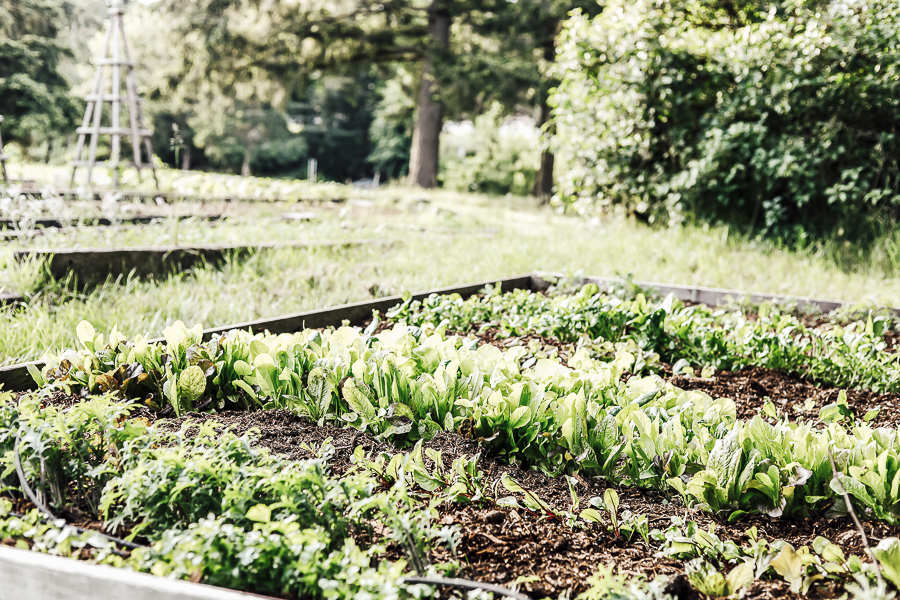 Farmlife During Spring by sheholdsdearly.com