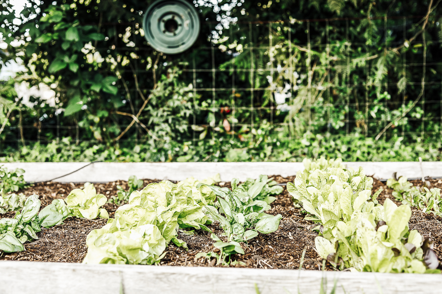 Organic Gardening Springtime by sheholdsdearly.com