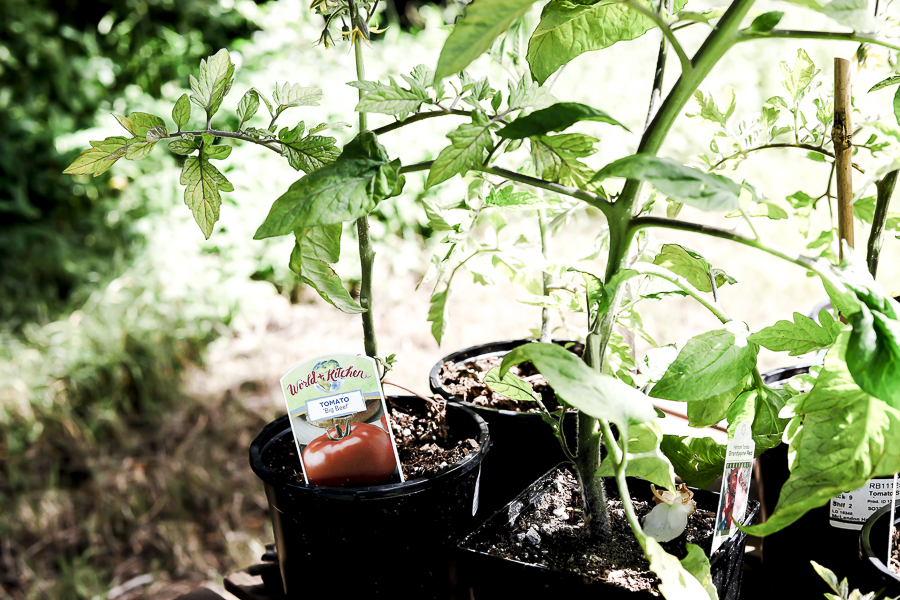 Tips for Growing Tomatoes by sheholdsdearly.com